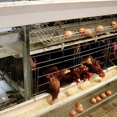 Сильный тип клетка цыпленка слоя для продажи яйца фермы большого диапазона легкой для того чтобы очистить