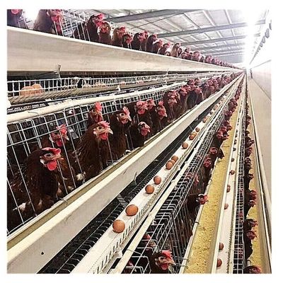 Птицы фермы 120 160 птиц наслаивают цыпленка клетка u формирует сталь
