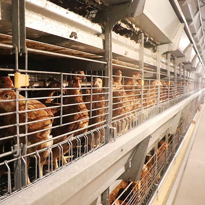 Представление 0 клетки цыпленка птицы стального провода К235 стабилизированное - сила 20кв для фермы