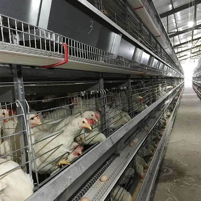 Тип автоматическое оборудование Саудовской Аравии h сельского хозяйства птицы системы Индонезии клетки цыпленка батареи