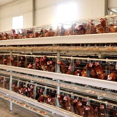 Обрабатывайте землю клетка цыпленка птицы Дурабле размера 190 * 35 * 38км/195 * 45 * 41км