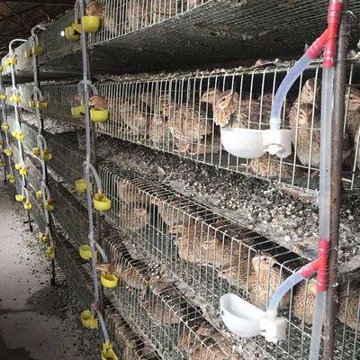 Холодный - клетка птицы триперсток заварки тянутой проволки, клетки безопасных триперсток кладя размечает сбережения