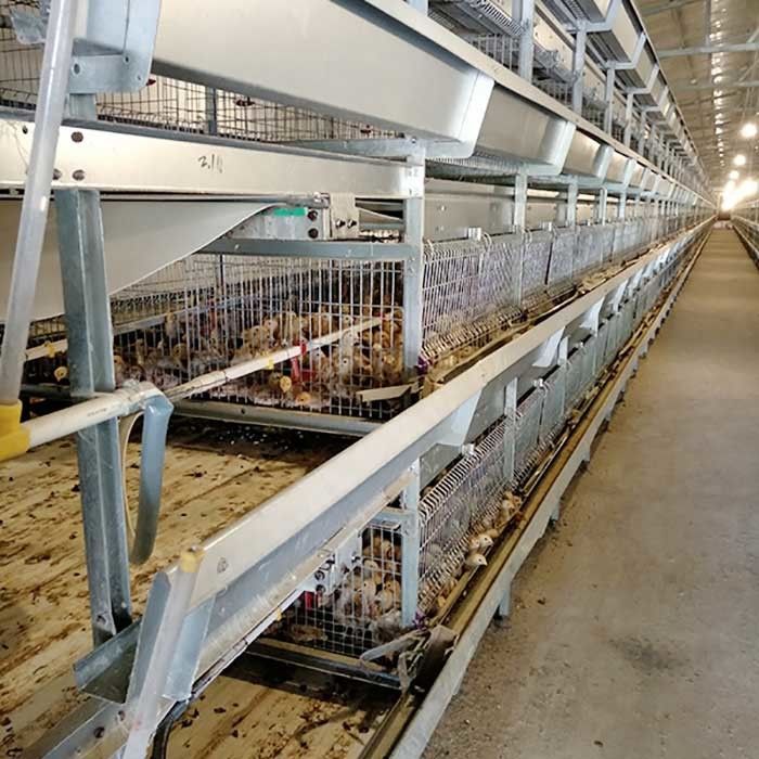 Автоматическая клетка для цыпленоков, клетка птицефермы слоя емкости 264 птиц