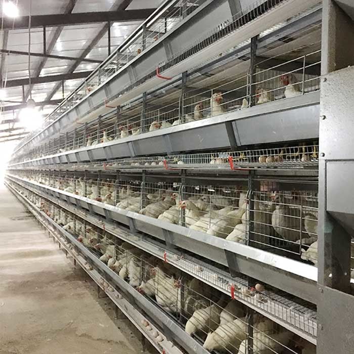 Ферма поднимая сбережения высокой эффективности клетки цыпленка слоя трудовые с освещением