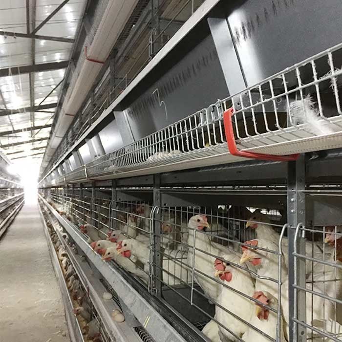 4 - управление батареи клетки цыпленка птицы 8.5м поднимая с автоматическим сборником яйца