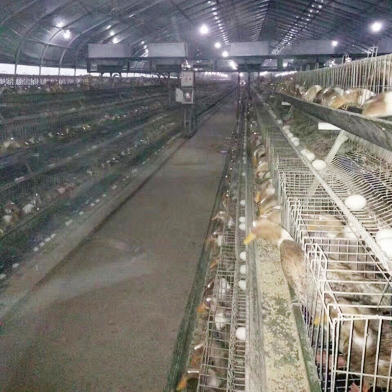 Слой оборудований/яйца сельского хозяйства птицы арретирует/стальная клетка утки для ферм Малайзии