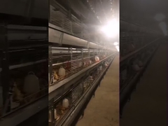 High Efficiency Baby Chick Cage Large Capacity Easy To Clean